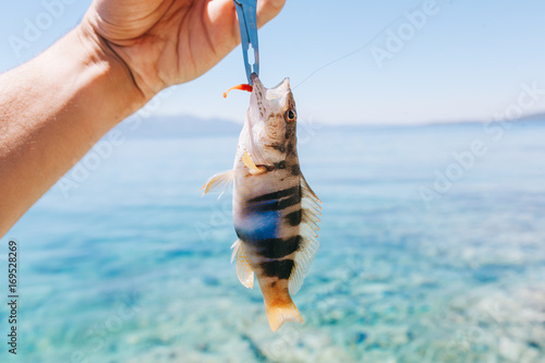 Fototapeta painted comber fish