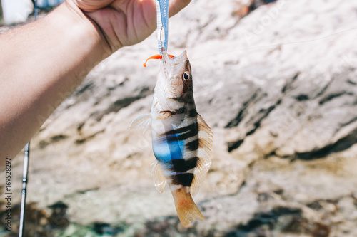 Obraz na płótnie painted comber fish
