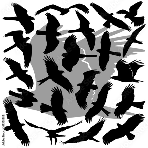 Vector illustrations set of the high in detail silhouettes of the Birds Of Prey (raptors). Eagles, Sea Eagles, Hawks, Kites, Harriers, Buzzards, Falcons, Accipiters, Ospreys, Buteos.