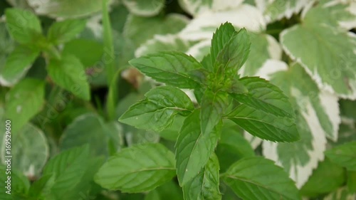Wallpaper Mural Mint blooming in the garden. Mentha piperita. HD video footage. Torontodigital.ca