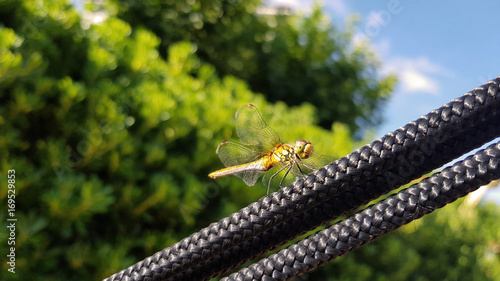 Libelle auf Seil photo