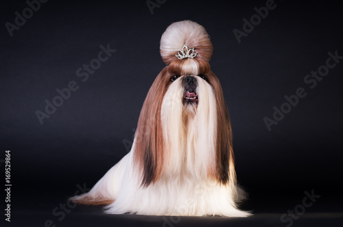 Shih tzu dog portrait at studio