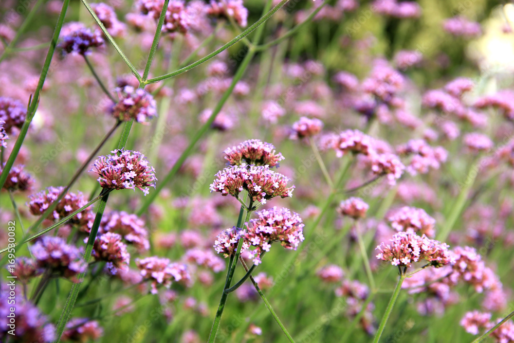 Fototapeta premium beautiful flowers