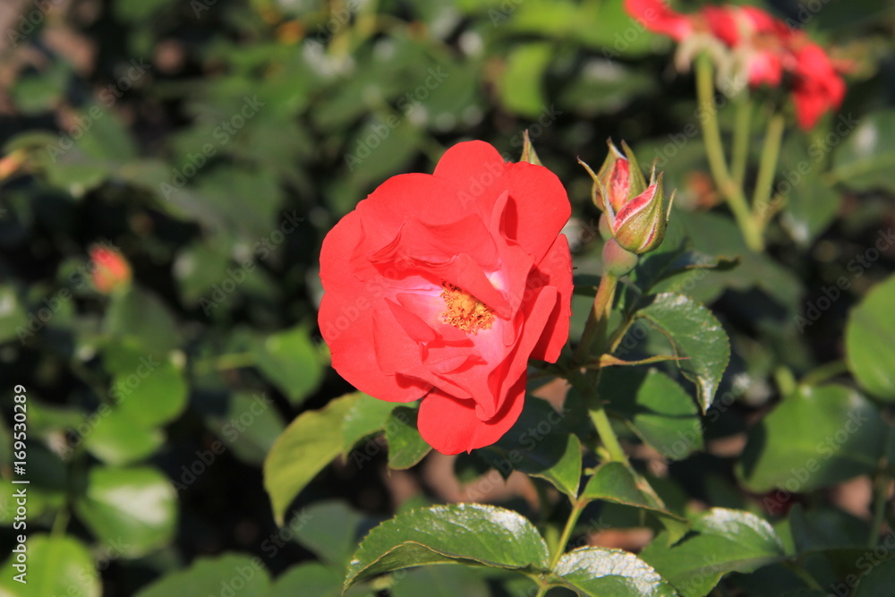 pink roses in the garden