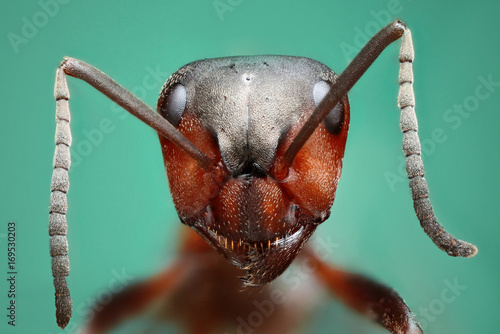 Ant
