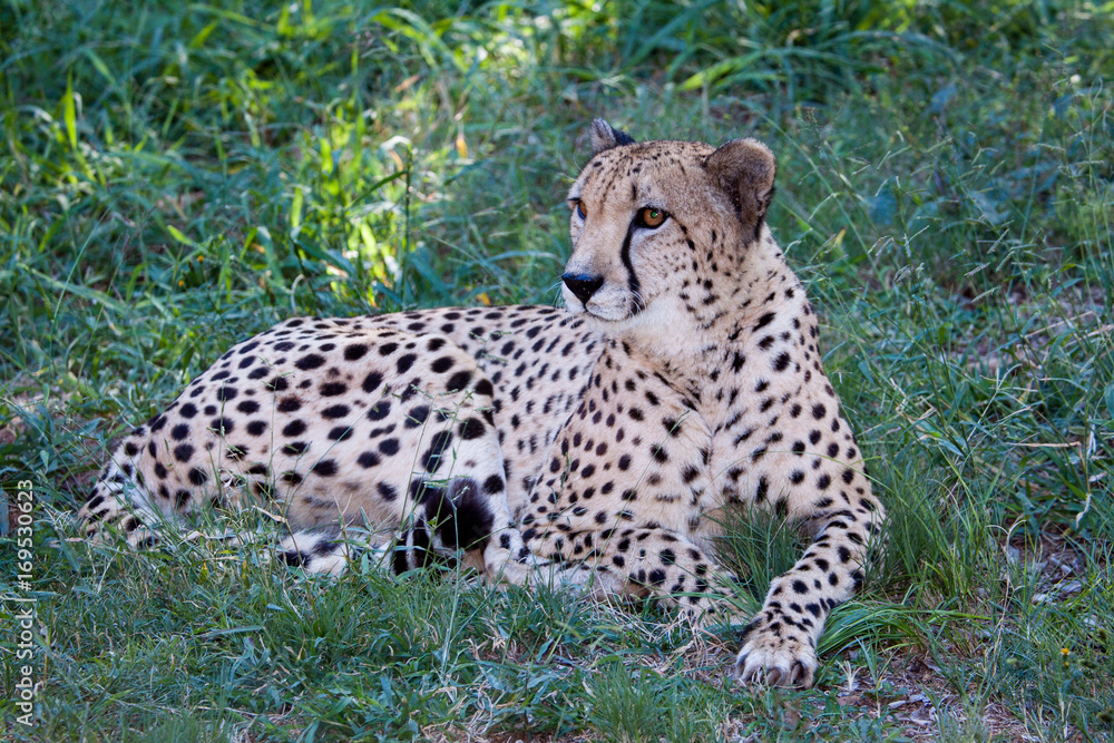 Cheetah Cheetah