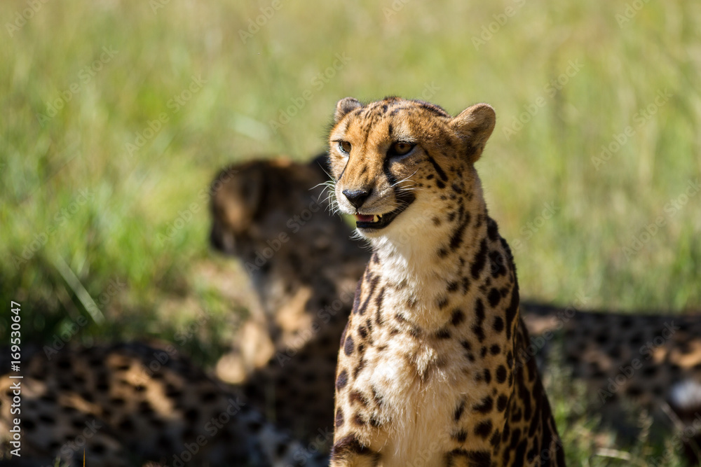 Cheetah