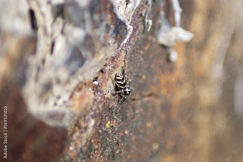 Spinne Spinne