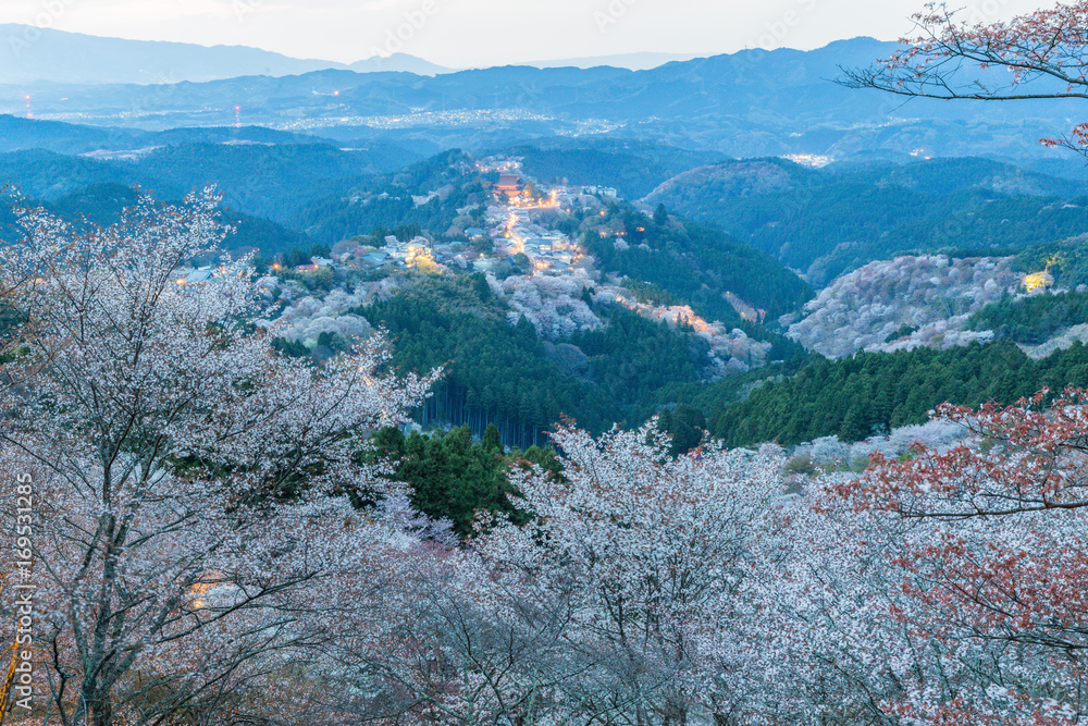 Yoshinoyama sakura cherry blossom with light up. Mount Yoshino in Nara