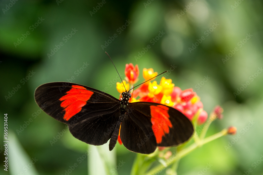 Beautiful butterfly, insect on green nature floral background, photographed at Schmetterlinghaus, Butterfly museum in Austria Beautiful butterfly, insect on green nature floral background, photographed at Schmetterlinghaus, Butterfly museum in Austria
