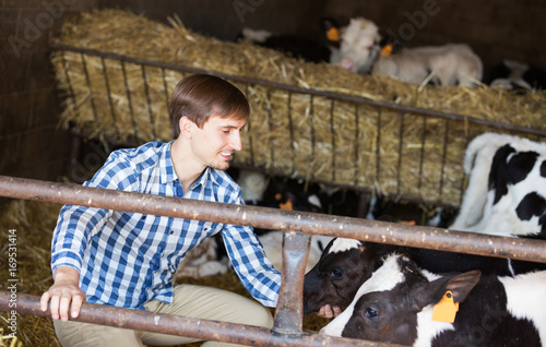 Man touching cows in cowshed