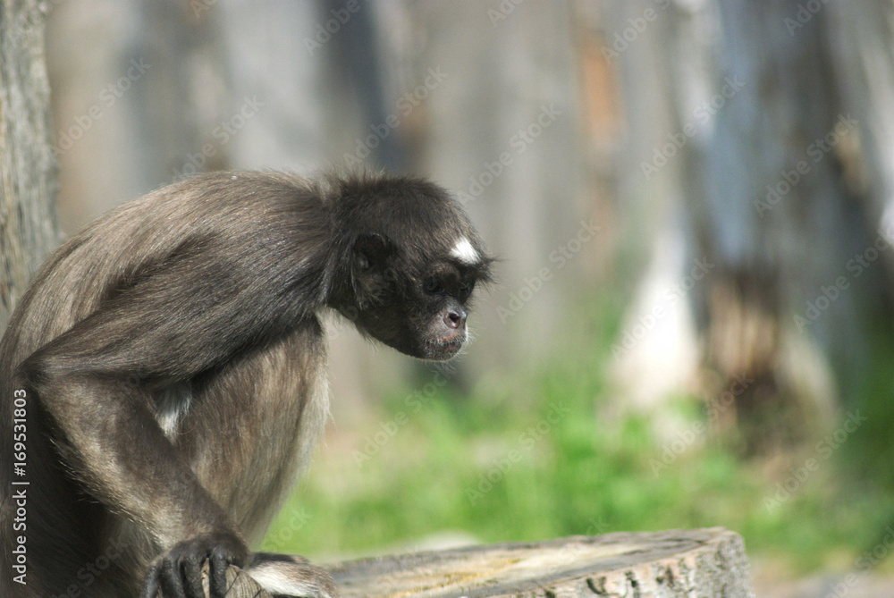 Obraz premium Affe