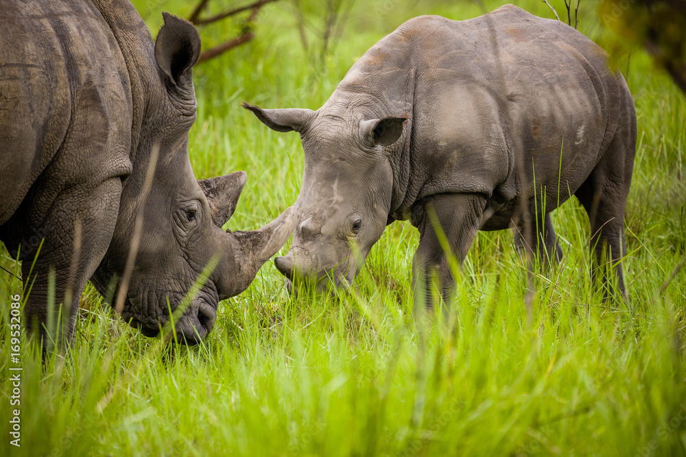 Obraz premium Rhino - Ziwa Rhino Sanctuary - Uganda