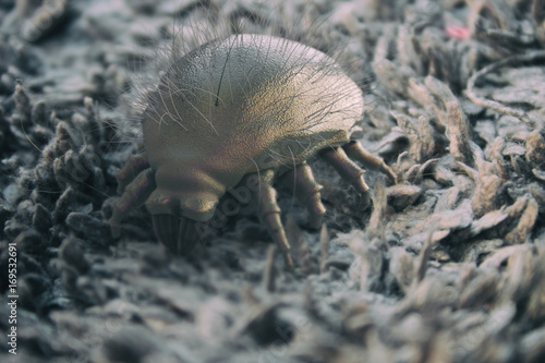 Fotografie House dust mite - 3D Rendering