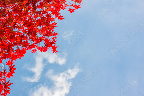 Fotografi Red colorful autumnal maple leaves, blue sky background with copy space - Autumn