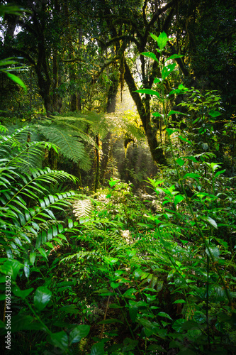 Rainforest - Bwindi Impenetrable N. P. - Uganda