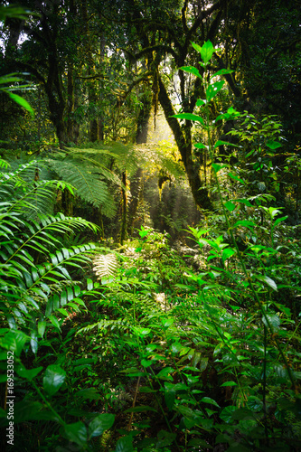 Obraz na płótnie Rainforest - Bwindi Impenetrable N. P. - Uganda
