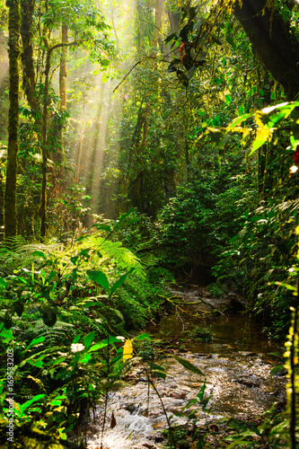 Rainforest - Bwindi Impenetrable N. P. - Uganda photo