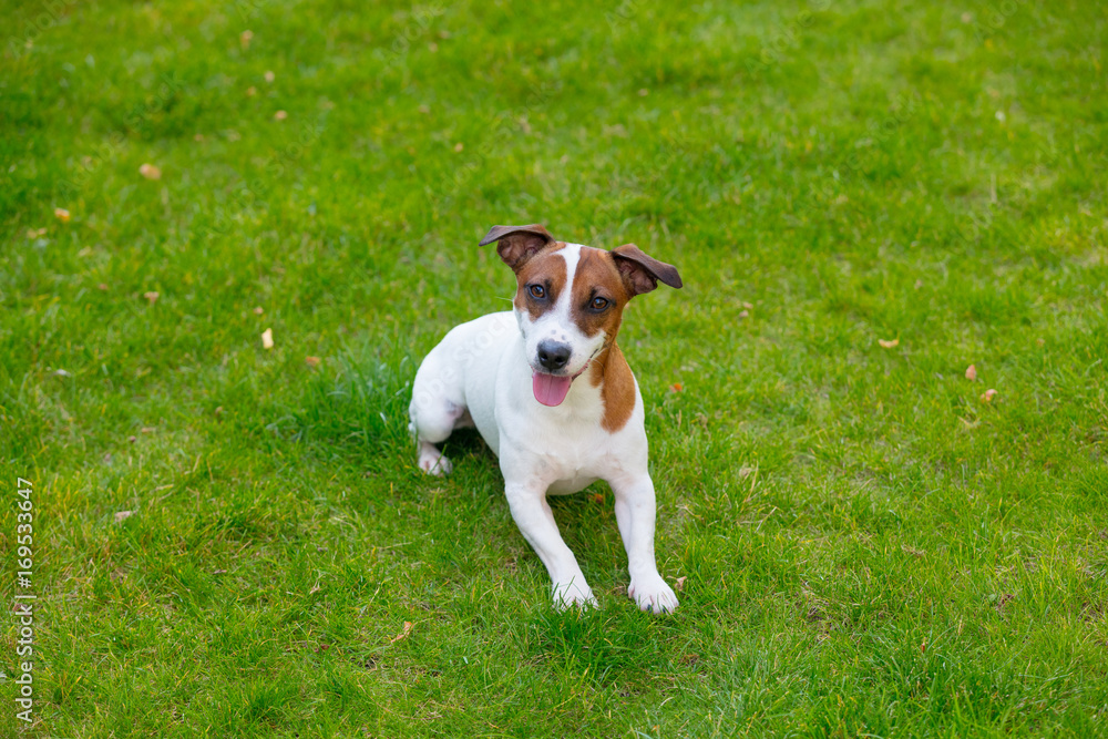 Young smooth-coated Jack Russell Terrier dog