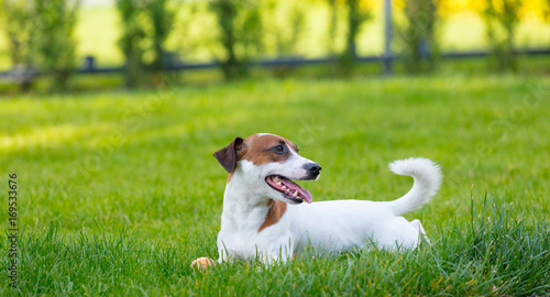 Fototapeta Naklejka Na Ścianę i Meble -  Young smooth-coated Jack Russell Terrier dog