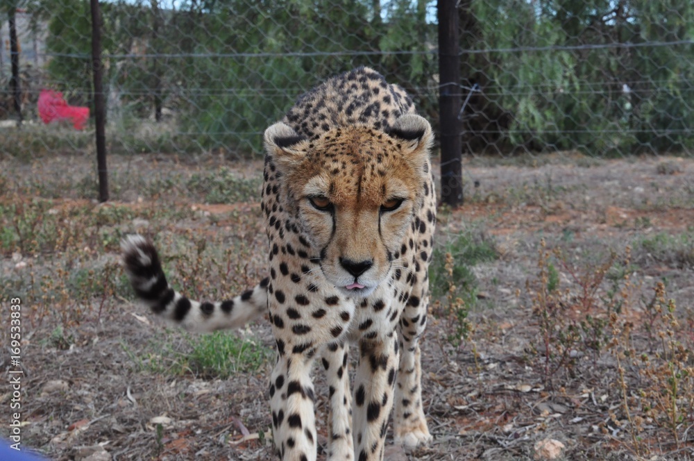 Obraz premium Cheetah sneaking up