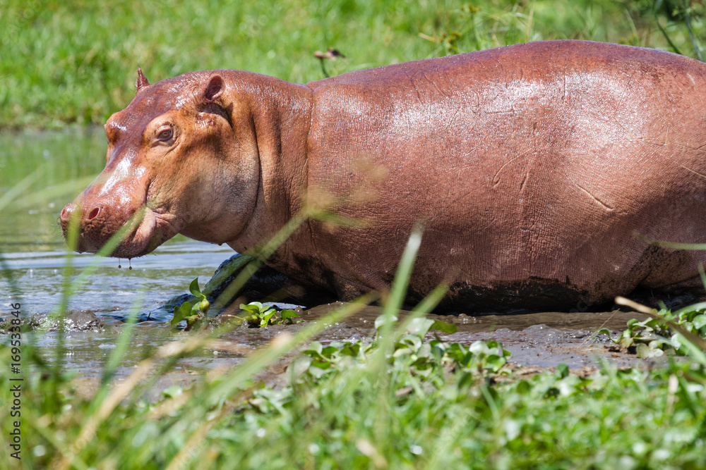 Hippos in Murchison Falls N.P. - Uganda Hippos in Murchison Falls N.P. - Uganda