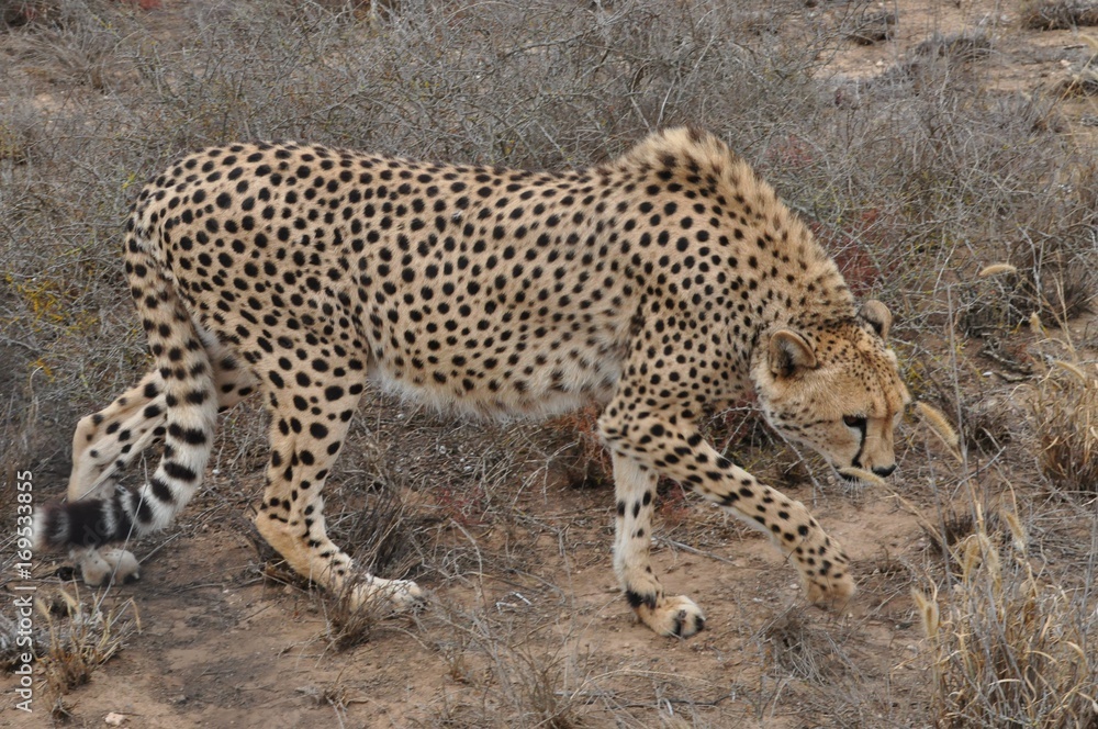 Cheetah feeding