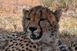 Cheetah sleepy
