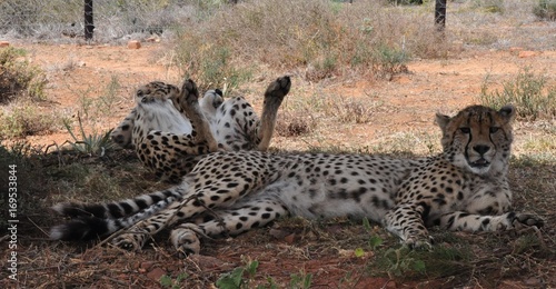 Cheetah rolling over