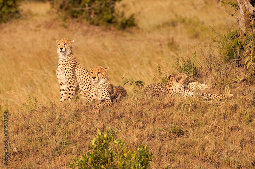 Cheetah family in Kenya
