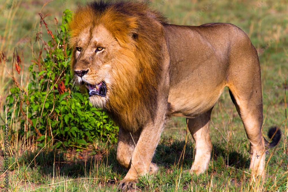 Lion in Murchison Falls N.P. - Uganda Lion in Murchison Falls N.P. - Uganda