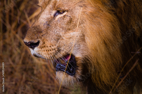 Lion in Murchison Falls N.P. - Uganda