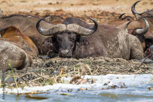 Buffalo in Nile river in Murchison Falls N.P. - Uganda