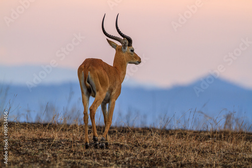 Antelope in Queen Elizabeth N.P. - Uganda