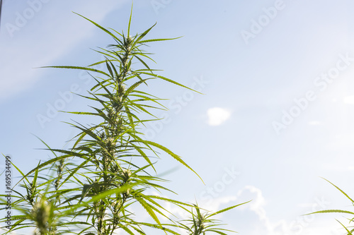Cannabis High Quality. Marijuana. Hemp. Cannabis Marijuana Bud on Canopy of Indoor Cannabis Plants with Flat Vintage Style.