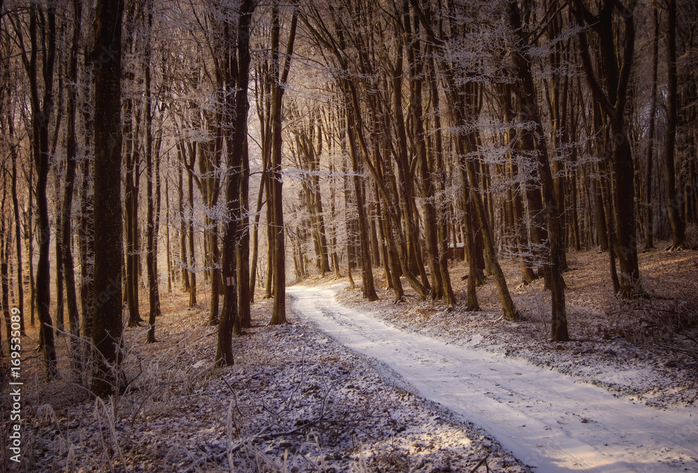 snowy forest road in winter