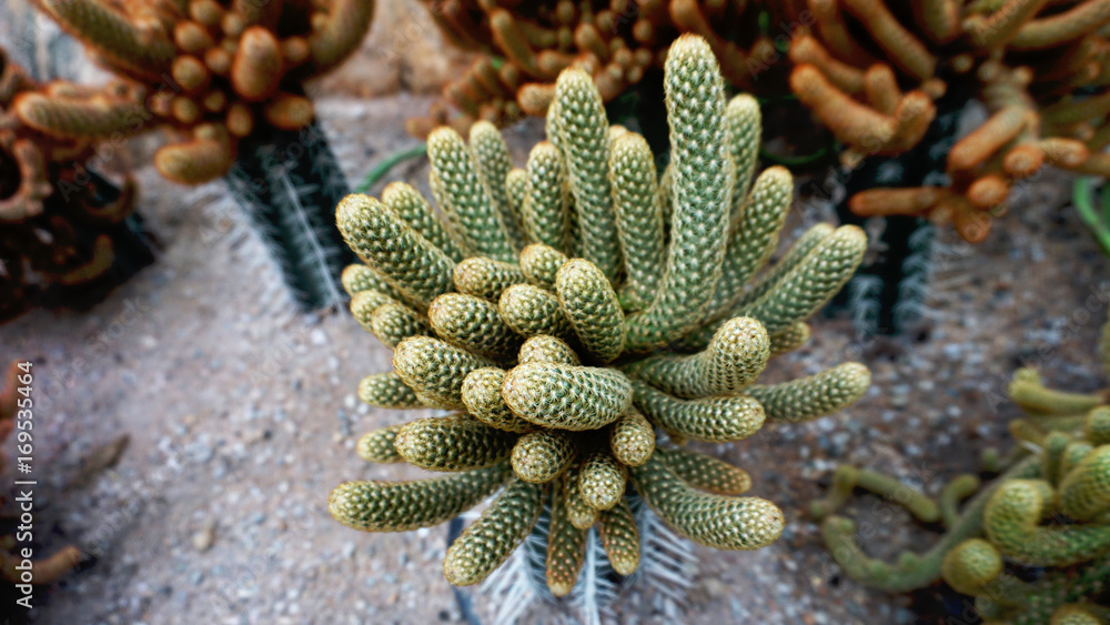 Lovely cactus Lovely cactus