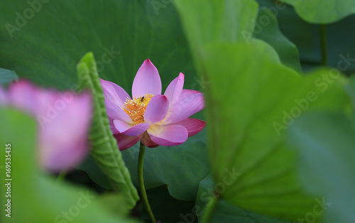 Blooming lotus