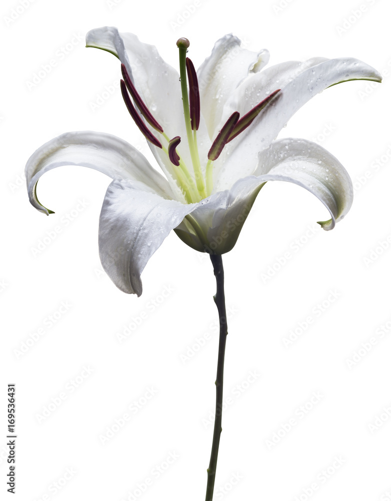 single white lily flower against white background StockFoto Adobe Stock