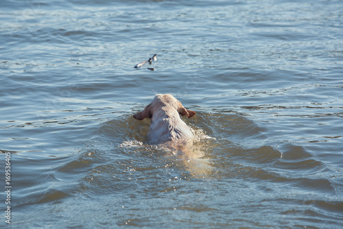 Labrador retriever swimming in deep water © Nebojsa