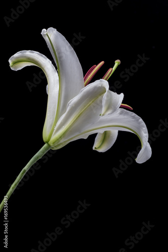 single white lily flower against black background