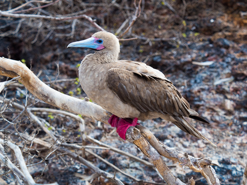 Slika na platnu Red footed booby