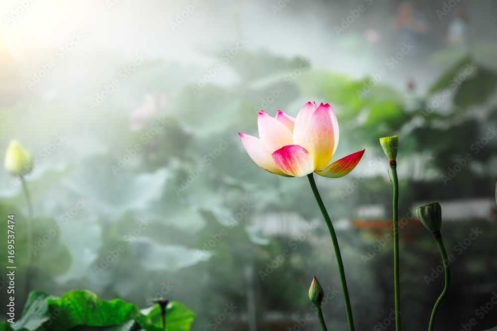Fototapeta premium Blooming lotus flower and mist natural landscape