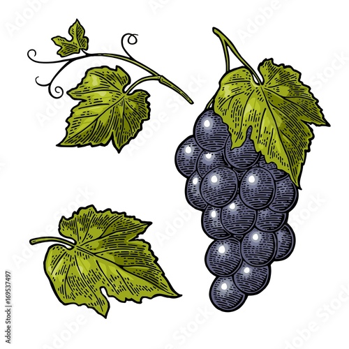 Bunch of grapes with berry and leaves. Vintage engraving vector