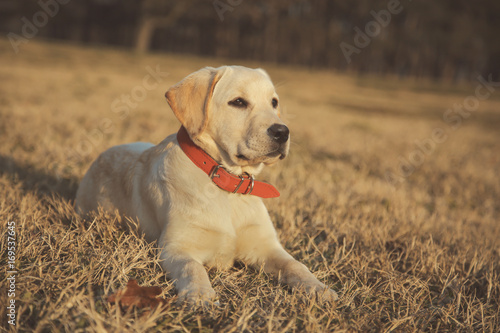 Labrador retriever with red collar laying on summer grass in park
