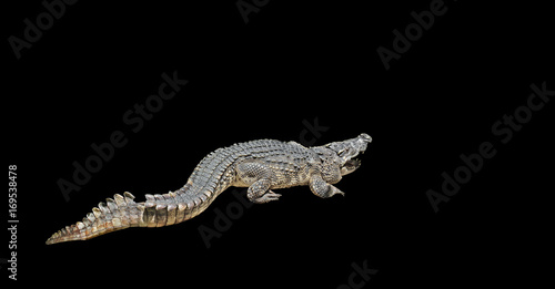 Closeup Aggressive Crocodile on Black Background, Clipping Path
