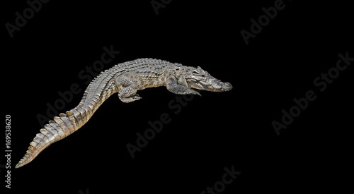 Closeup Crocodile on Black Background  Clipping Path