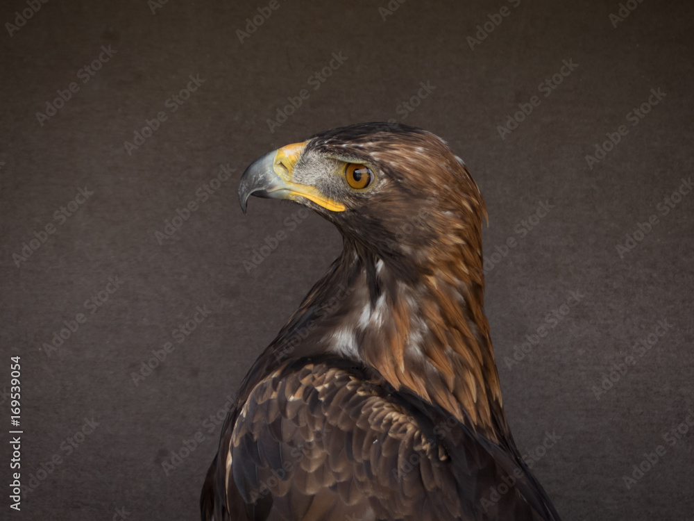 Fototapeta premium portrait of an eagle