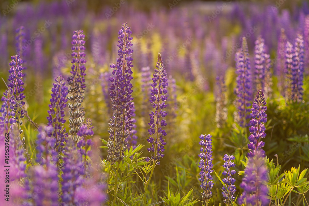 Field of Lupinus, commonly known as lupin or lupine Field of Lupinus, commonly known as lupin or lupine