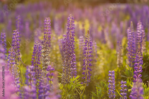 Field of Lupinus, commonly known as lupin or lupine